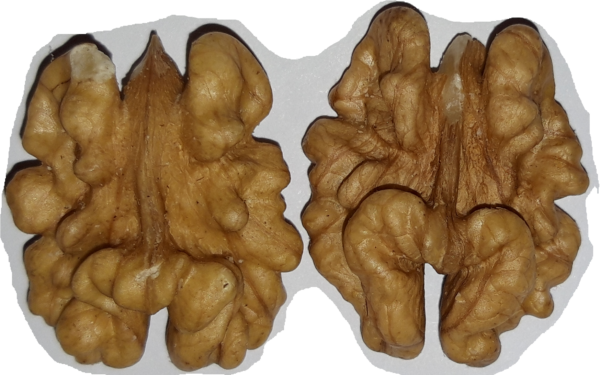 Cerneaux de noix BIO ,1ère catégorie, extra moitiés , cartons de 11 kg lot n° 24050325 – Image 4