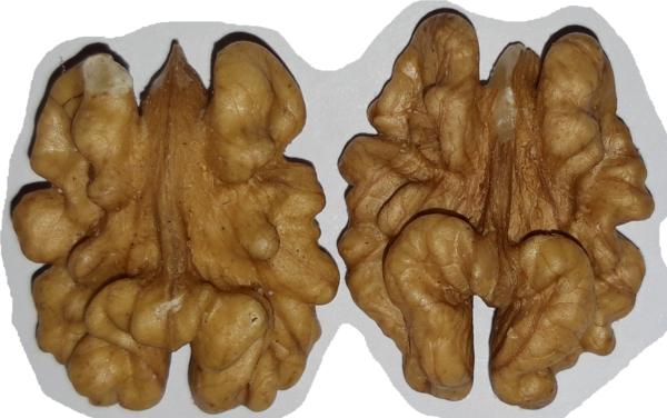 Cerneaux de noix BIO ,1ère catégorie, extra moitiés , cartons de 11 kg lot n° 24050325 – Image 2