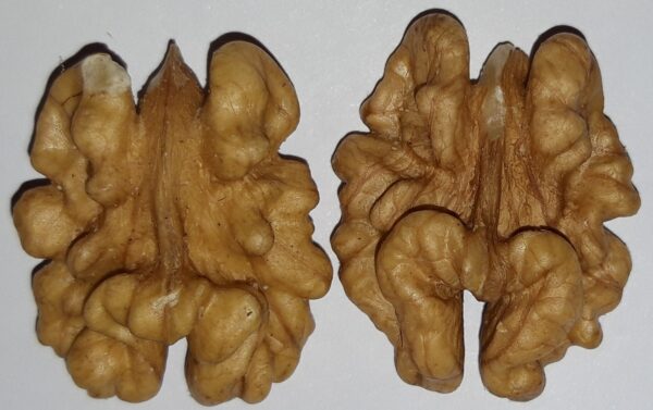 Cerneaux de noix BIO ,1ère catégorie, extra moitiés , cartons de 11 kg lot n° 24050325 – Image 3