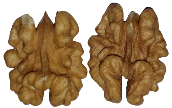 Cerneaux de noix BIO ,1ère catégorie, extra moitiés , cartons de 11 kg lot n° 24050325 – Image 5