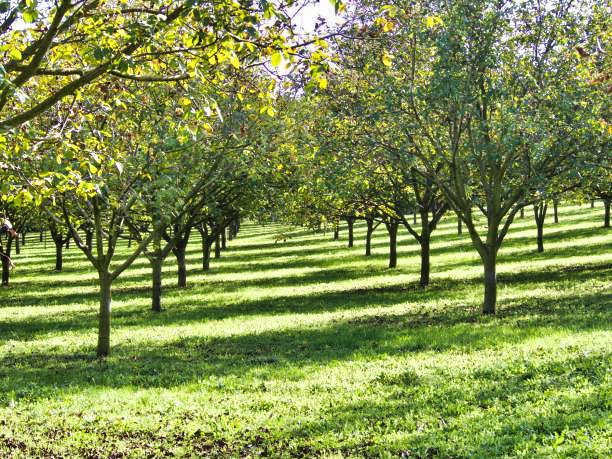 Récolteuse de noix, Ramasseuse de noix - Tous les fabricants de  l'agriculture